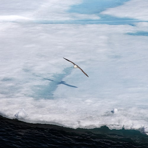 A bird flying over a coastal landscape.