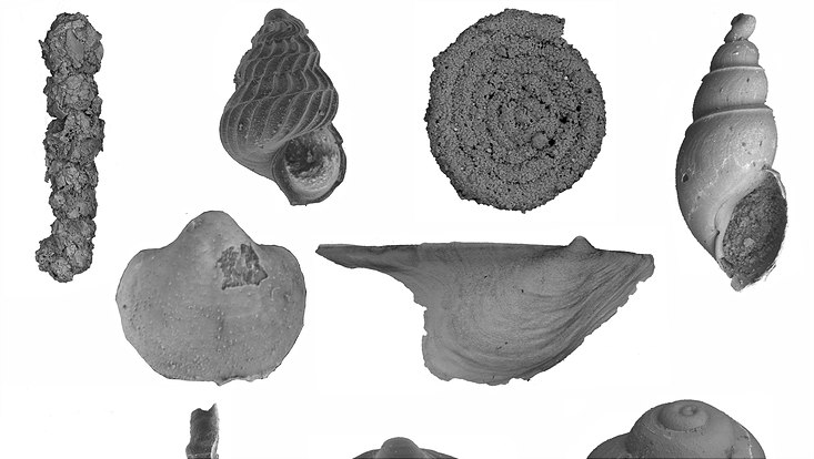 Marine fossil from the end of the Permium age