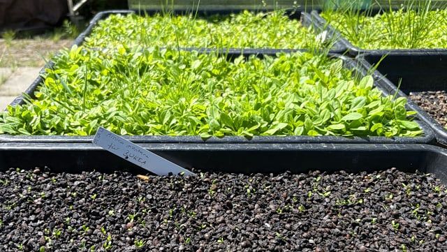 Anzuchtsgefäße mit Jungpflanzen