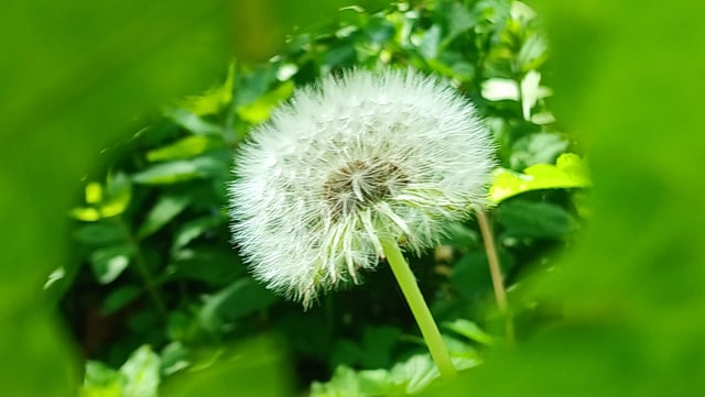 fotografiekurse artzt 8-640x361 eine Pusteblume durch das Loch eines Grünen Blattes hindurch fotografiert