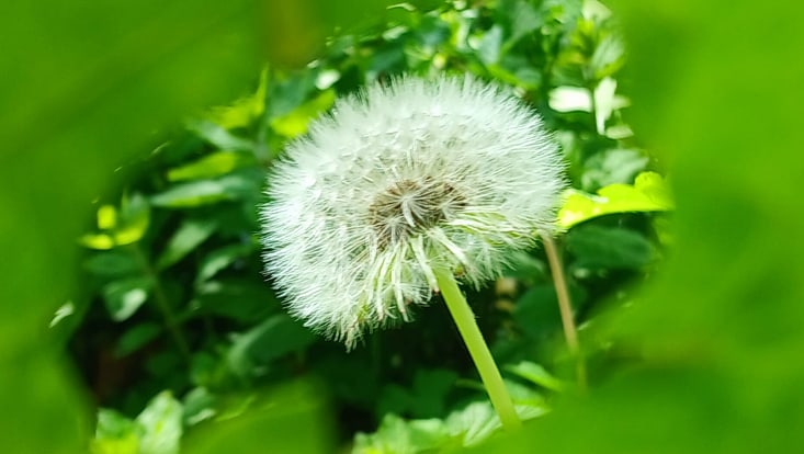 eine Pusteblume durch das Loch eines Grünen Blattes hindurch fotografiert