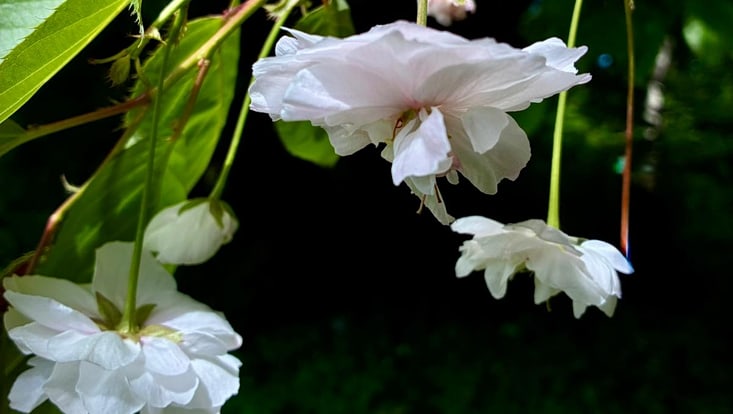 Rosenblüten vor scharzem Hintergrund