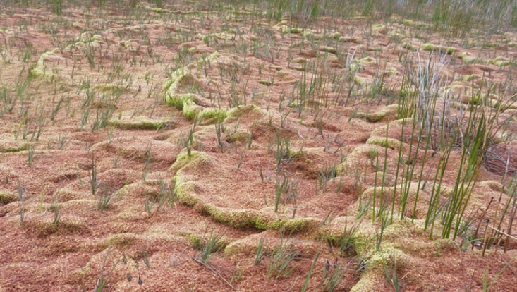 Sphagnum