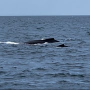 Whales spottet by Eda Dönmez in Australia