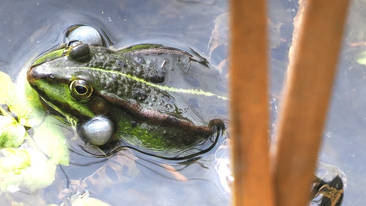 Nahaufnahme eines Frosches im Teich