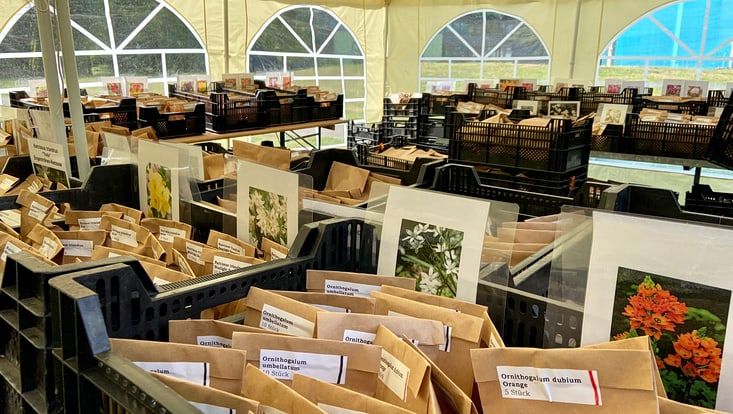 Zwiebelstand des Botanischen Gartens bei den Norddeutschen Apfeltagen. Kistenweise Blumenzwiebeln in braunen Papiertüten