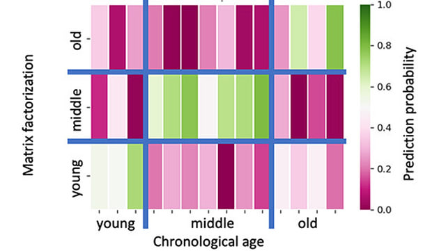 Diagramm zur Altersvorhersage mittels nichtnegativer Matrixfaktorisierung. Auf der x-Achse sind die tatsächlichen Altersgruppen jung, mittel und alt dargestellt, auf der y-Achse die vom Modell vorhergesagten Altersgruppen. Die Farbcodierung von grün