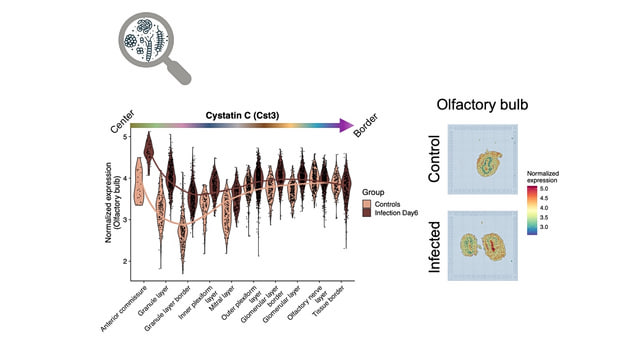 Grafik zur Expression des Proteins Cystatin C (Cst3) im Riechkolben (Olfactory Bulb) von Mäusen. Links: Violinplots der normalisierten Expression der Gewebemesspunkte aus verschiedenen Bereichen des Olfactory Bulb, angeordnet von der Gewebemitte bis