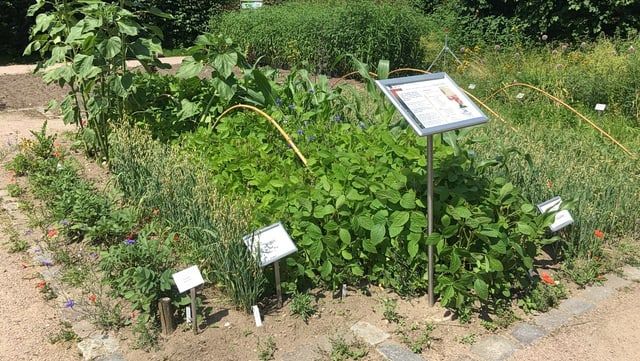 Flächenbuffet im Loki-Schmidt-Garten