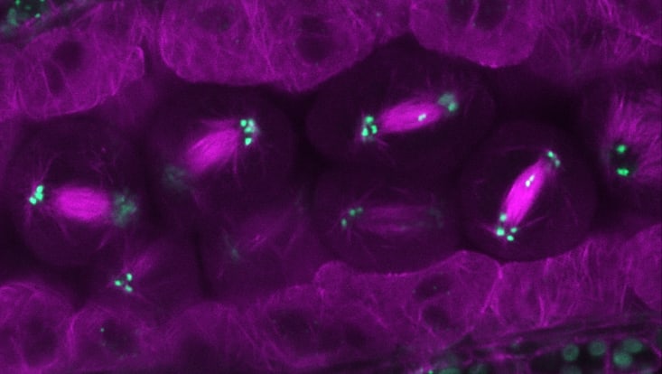 live cell imaging of TITAN