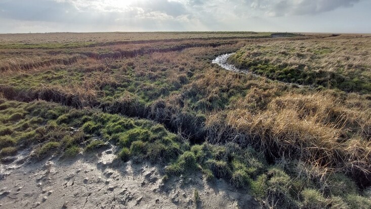 marsh