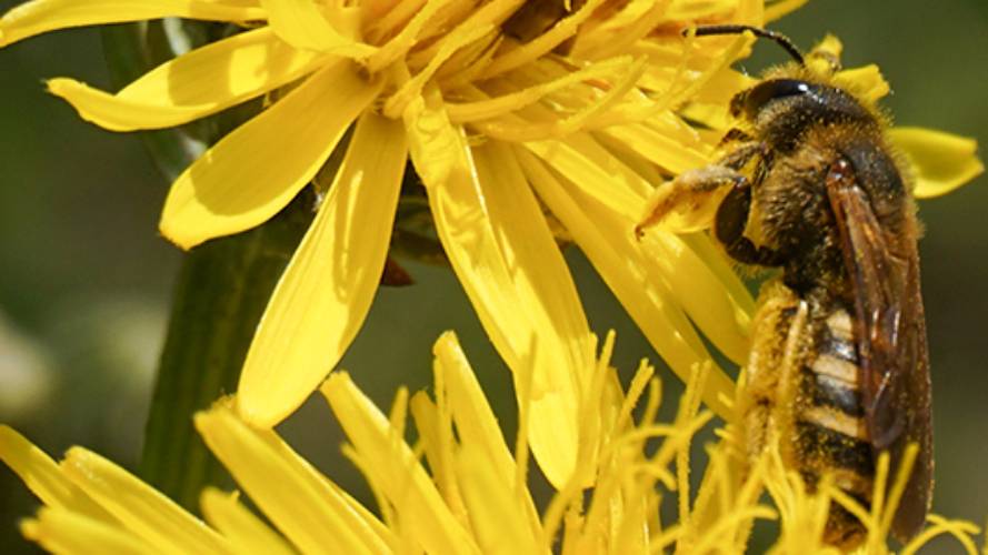Biene auf einer Blume