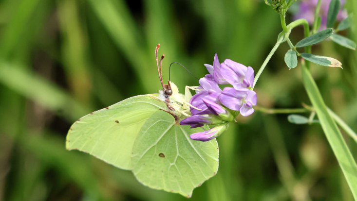 lepidoptea