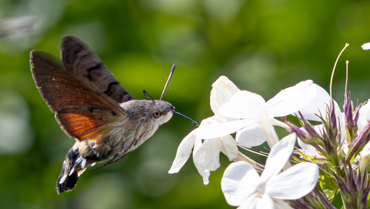 lepidoptera