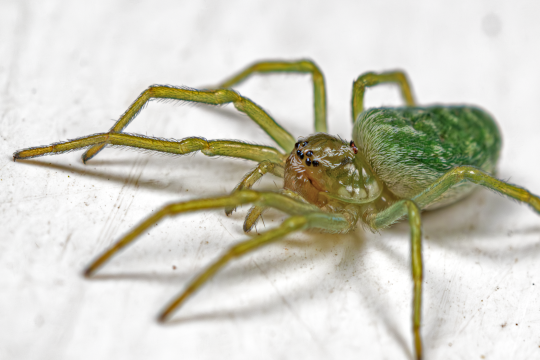 spinne