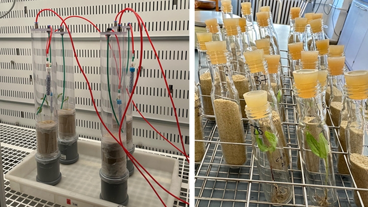 Plant Survival under Drought: Water Vapor Uptake in Sandy Soils