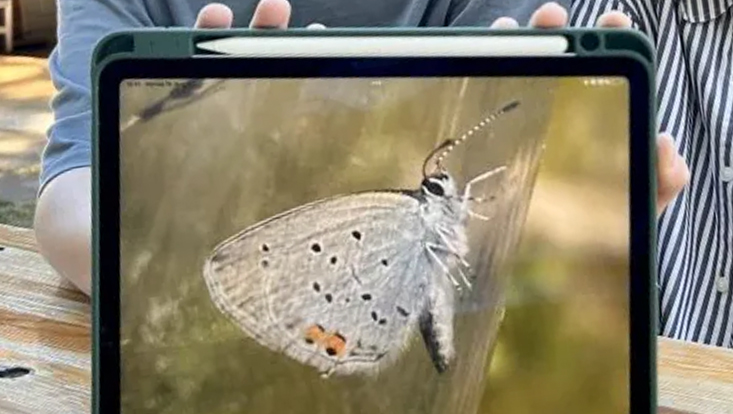 Schmetterming Bläuling auf Monitor