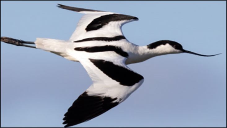 wp3-teaser-cluster-avocet-733x414 avocet