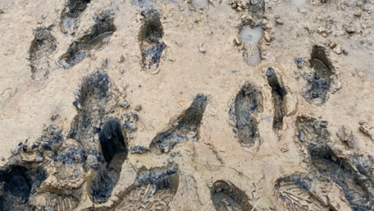 footsteps-mudflats-sarah-zernitz-733x414 fusstapfen im watt
