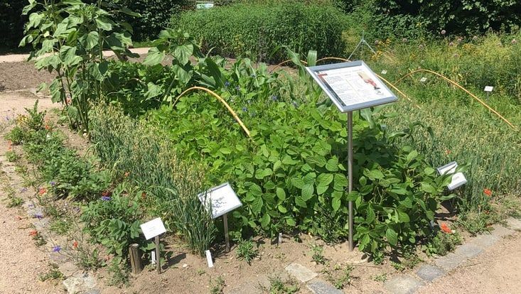 Foto des Flächenbuffets im Botanischen Garten Hamburg.