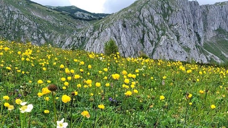 Trollblumenwiese (1730 m) mit Trollius europaeus und Anemone narcissiflora or dem Hochschwab-Massiv (2277 m)