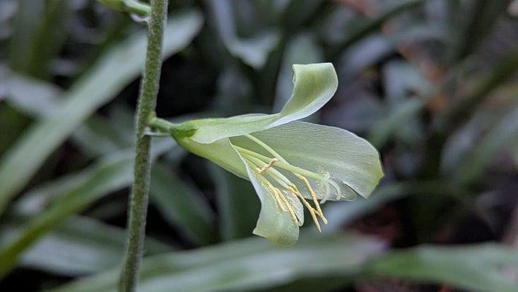 Nahaufnahme einer Blüte der Pitcairnia Lokischmidtiae