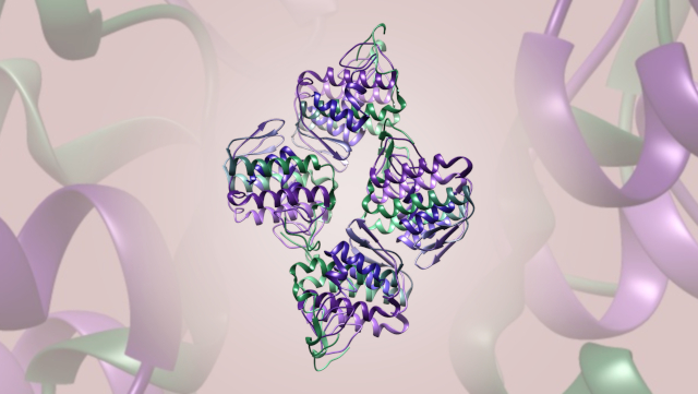 Venom Proteomics Dimeric myotoxic component of Vipera venom
