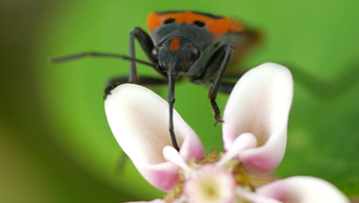 milkweed-bug