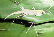 Gecko auf Opuntie