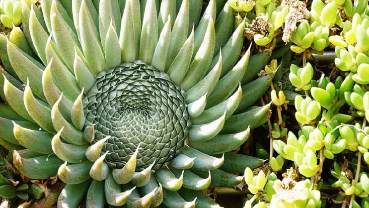Nahaufnahme einer orostachys spinose