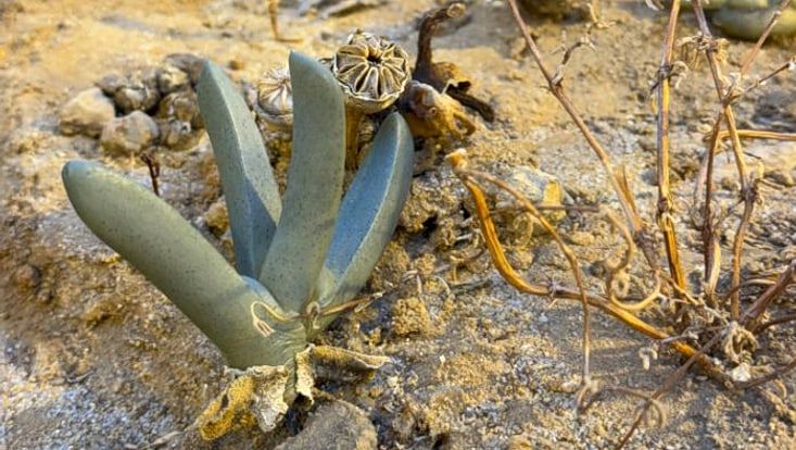 Mittagsblume aus der Sammlung des Botanischen Gartens Hamburg