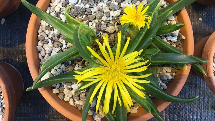 Nahaufnahme einer Mittagsblume