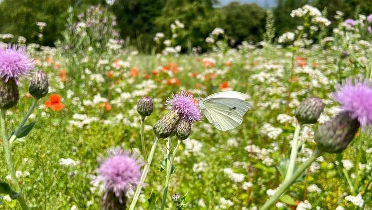 Weißer Zitronenfalter inmitten einer Wildblumenwiese im Loki-Schmidt-Garten
