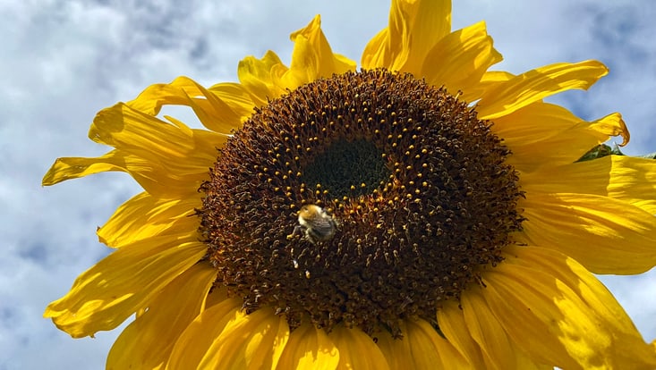 Nahaufnahme einer Sonnenblumenblüte mit Biene darauf