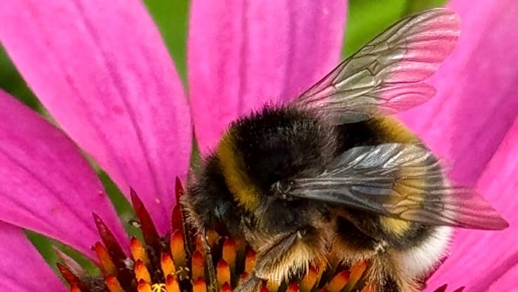 Nahaufnahme einer pinken Blüte mit Hummel