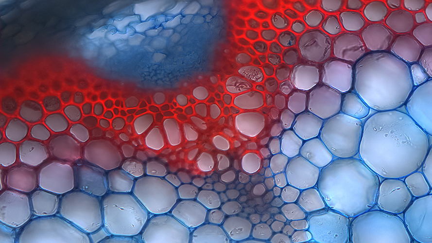 substanz-889-500 Blasige Substanz