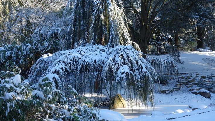Eine winterlich verschneite Zeder am Teich im Loki-Schmidt-Garten