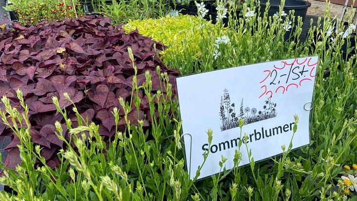 Pflanzenkisten mit Schild "Sommerblumen" bei der Pflanzenbörse des Loki-Schmidt-Gartens