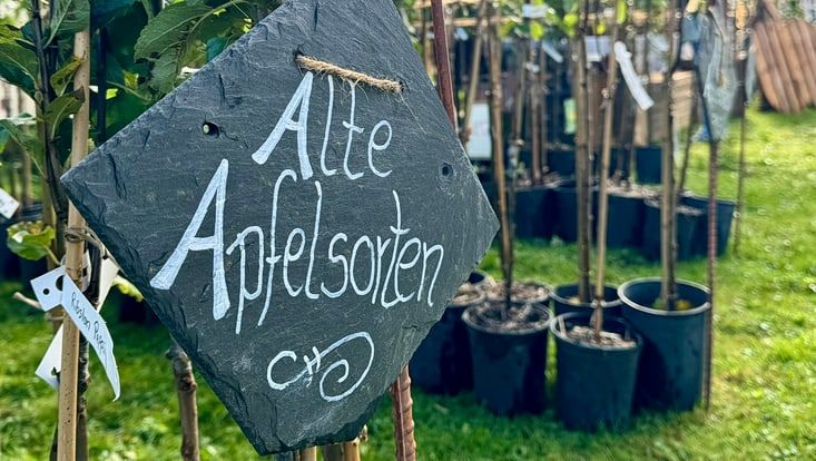 Schild mit der Aufschrift "Alte Apfelsorten bei den Norddeutschen Apfeltagen