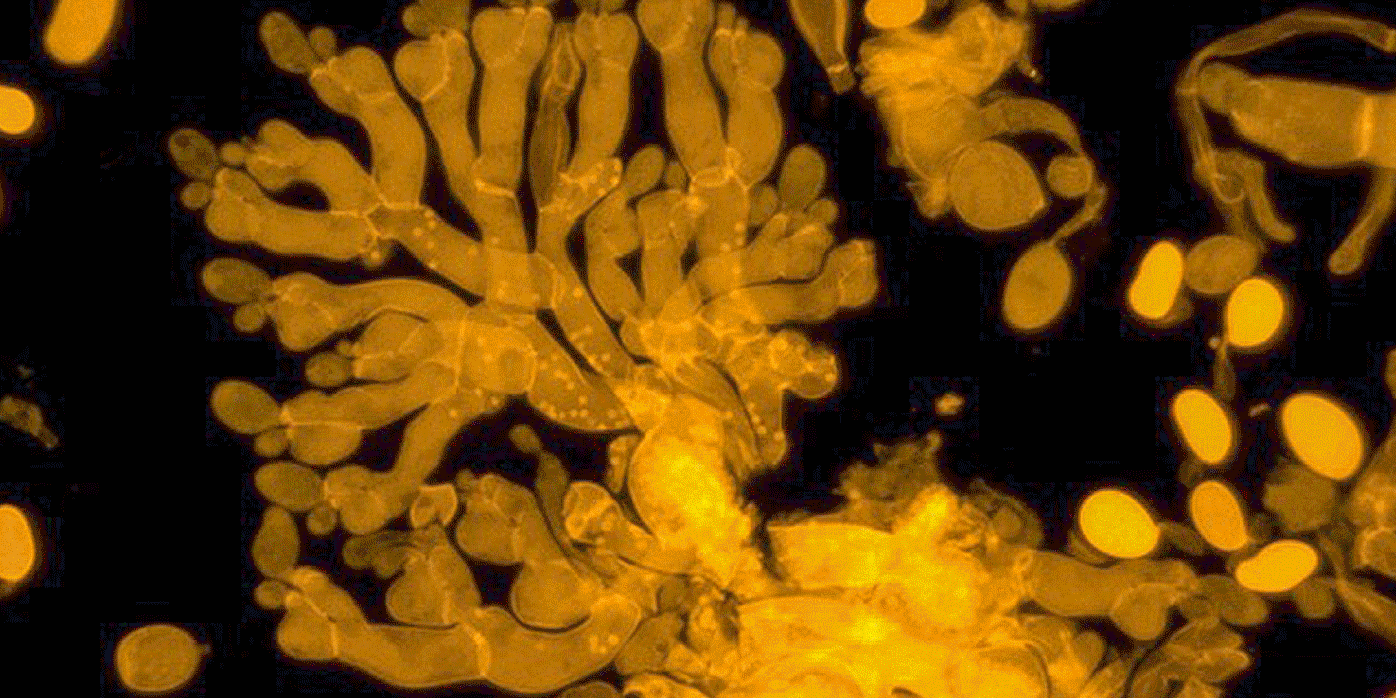 Themenbilder Biologie