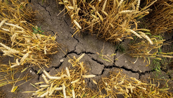 Top view of the ground, individual light yellow grain ears are growing on a dry, barren soil. The earth has cracked due to drought, revealing deep fissures.