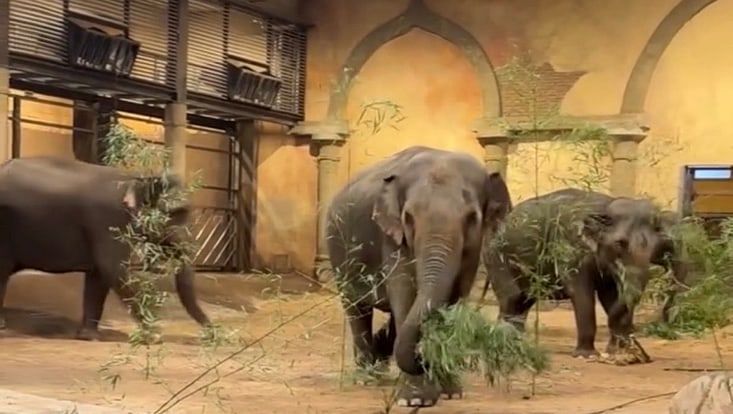 Elefanten im Elefantenhaus von Hagenbecks Tierpark, die Bambus aus dem Botanischen Garten fressen