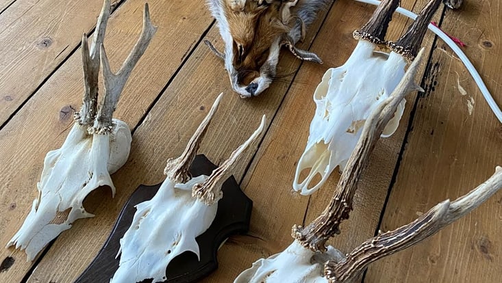 Tierschädel und Fuchsfell auf einem Parkettboden
