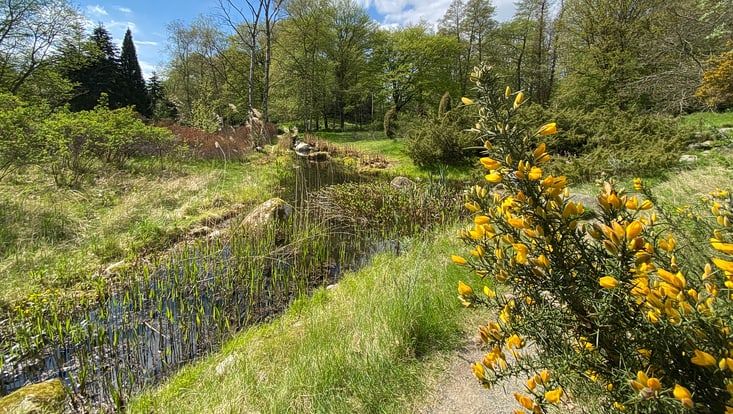 Das Moor im Botanischen Garten Hamburg