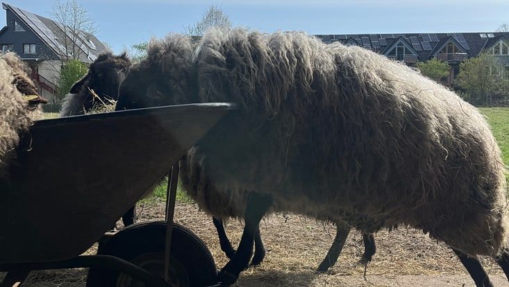 Schaf an einer Schubkarre beim Fressen