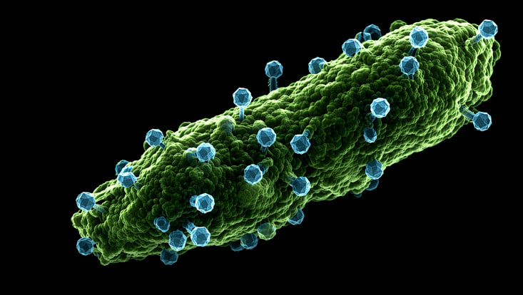 pao1-+-phage-733x414 Pseudomonas aeruginosa Zelle und Phage JG005