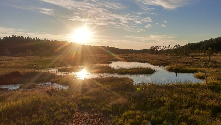 Zu sehen ist eine Moorlandschaft beim Sonnenuntergang.
