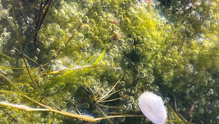 The photo shows gas bubbles in a freshwater marsh beneath filamentous algae.