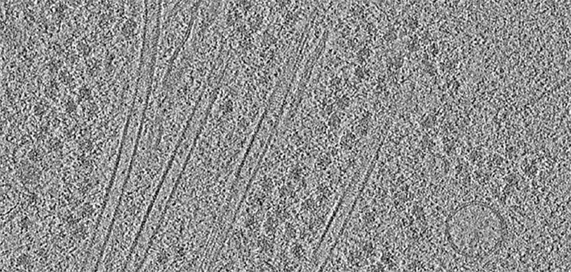 Molekulare Organisation einer Zelle.