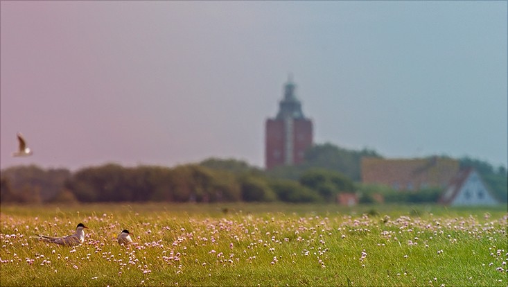 Tag der Stadtnatur 2017 auf Neuwerk